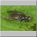 Cheilosia variabilis - Gemeine Erzschwebfliege w01.jpg